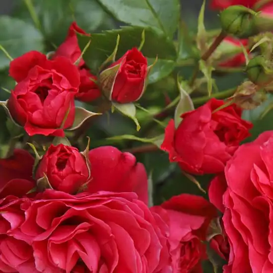 Trandafiri Floribunda - Trandafiri - Cherry Girl® - 